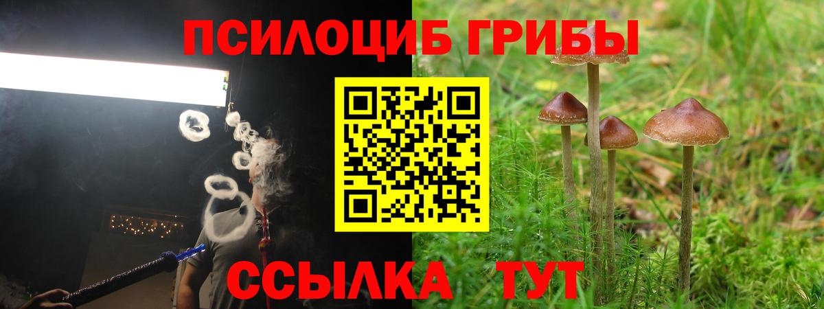 Тимашёвск  Галлюциногенные грибы Psilocybe  Вход с VPN 
